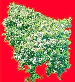灌木109_效果圖植物配景素材