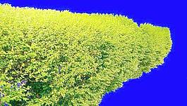 灌木106_效果圖植物配景素材