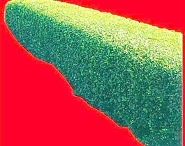 灌木094_效果圖植物配景素材