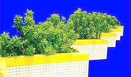 灌木069_效果圖植物配景素材