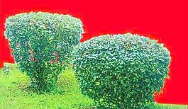 灌木089_效果圖植物配景素材