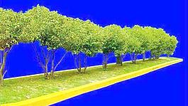 灌木070_效果圖植物配景素材