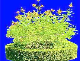 灌木058_效果圖植物配景素材