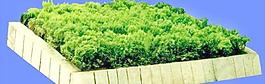 灌木031_效果圖植物配景素材