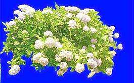 灌木048_效果圖植物配景素材