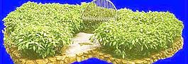 灌木044_效果圖植物配景素材