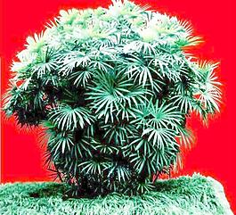灌木038_效果圖植物配景素材