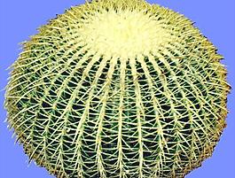 灌木023_效果圖植物配景素材