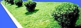 灌木026_效果圖植物配景素材