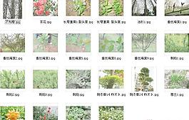 園林植物2