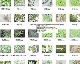 園林樹木3