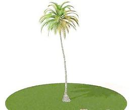 國(guó)外植物3D模型1-1