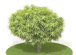 國外植物3D模型2-4