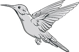 向量的鳥