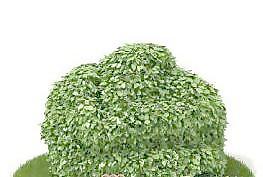 國(guó)外植物3D模型4-4