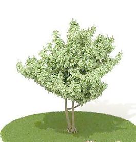 國外植物3D模型4-1