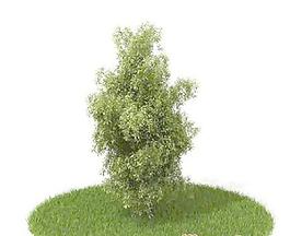國外植物3D模型5-3