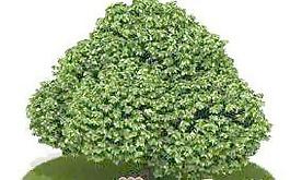 國外植物3D模型4-3