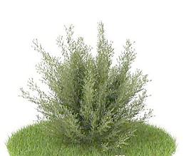 國外植物3D模型5-2