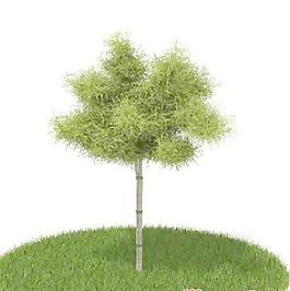 國外植物3D模型5-4