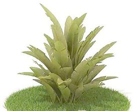 國外植物3D模型7-3