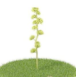 國外植物3D模型8-5