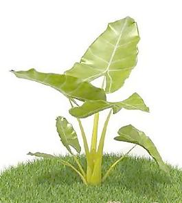 國外植物3D模型7-5