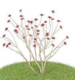 國外植物3D模型8-4