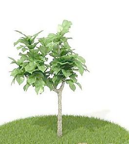 國外植物3D模型7-2