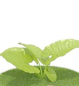 國外植物3D模型8-1