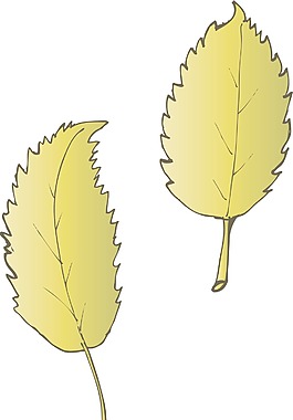 矢量花葉