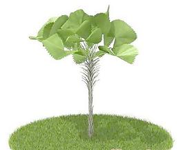 國外植物3D模型8-2