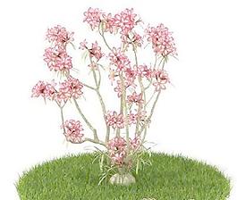 國外植物3D模型9-4