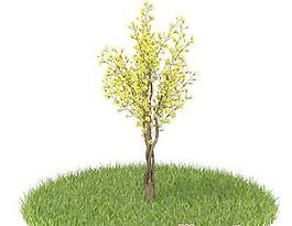 國外植物3D模型9-2