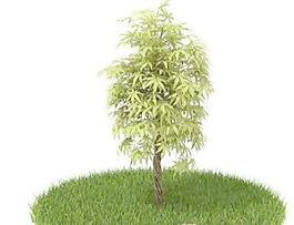國外植物3D模型9-1