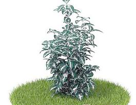 國外植物3D模型10-4