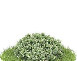 國外植物3D模型12-2