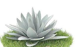 國外植物3D模型12-4