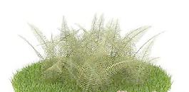 國外植物3D模型13-2