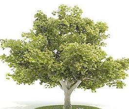 國(guó)外精品植物-樹木-灌木3D模型1-5套4