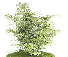 國外精品植物-樹木-灌木3D模型2-5套5