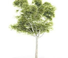 國(guó)外精品植物-樹木-灌木3D模型1-5套2
