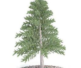 國外精品植物-樹木-灌木3D模型2-5套2