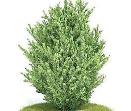 國外精品植物-樹木-灌木3D模型2-5套1
