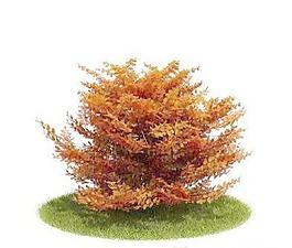 國(guó)外精品植物-樹木-灌木3D模型3-5套4