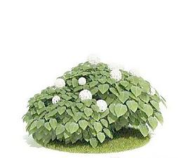 國(guó)外精品植物-樹木-灌木3D模型4-5套1