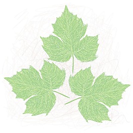 茶芽葉