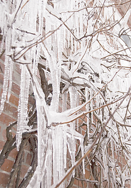 icicled