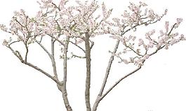 粉紅的桃花PSD素材