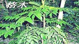 格木圖片